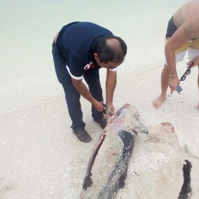 Recala delfín muerto entre Uaymitún y Telchac Puerto