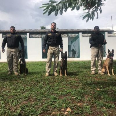 Llegan de EUA perros antinarcóticos para la SSP Yucatán