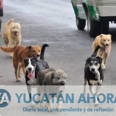 Perros callejeros, vector de Chagas