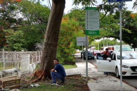 Nuevas estrategias para matar árboles en Mérida