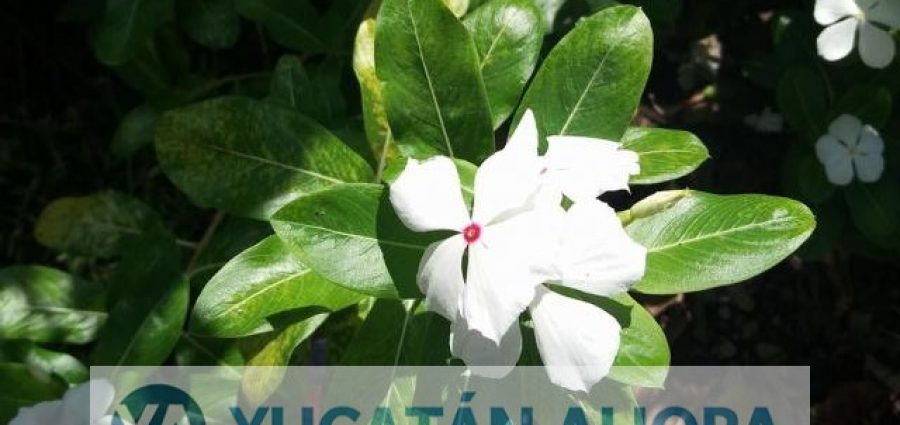 La vicaria blanca, otro remedio natural contra la conjuntivitis – Yucatan  Ahora