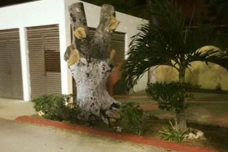 Sin justificación, talan frondoso árbol en el Estadio Salvador Alvarado