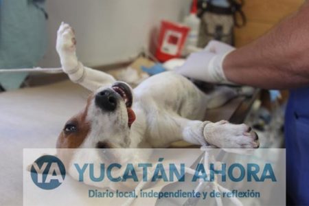 Detectan dos casos de mortal enfermedad transmitida por mascotas