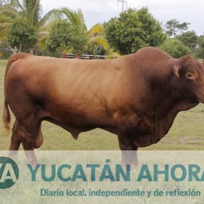 Yucatán ha comercializado unas 80 mil reses en 2017