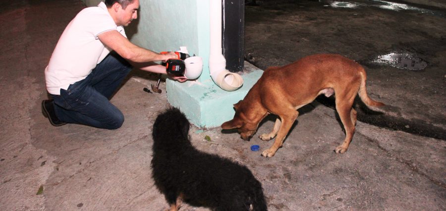 Miles de yucatecos pierden el amor por sus perros y los abandonan en la  calle – Yucatan Ahora