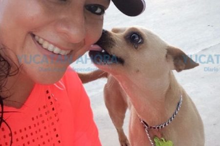 ‘Runner’, el perro atleta de Yucatán, busca a su dueño
