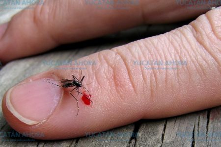 Continúa el avance del dengue en Yucatán, pero de bajo riesgo