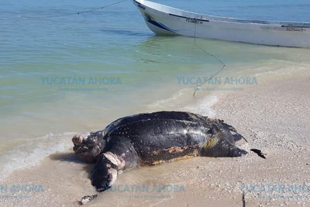 Con 14 hombres retiran tortuga muerta que recaló en Progreso