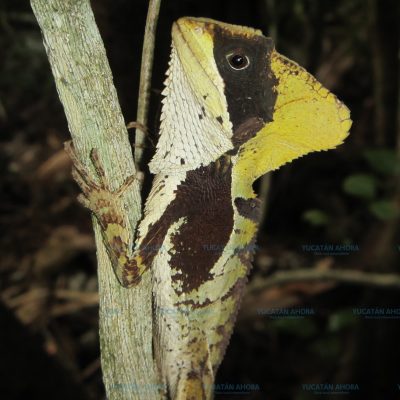 Nueva especie de reptil registrada en Yucatán