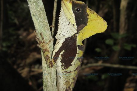 Nueva especie de reptil registrada en Yucatán