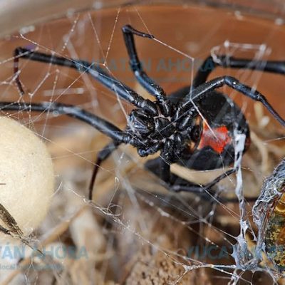 La araña ‘viuda negra’ atacó a seis yucatecos de 2016 a la fecha