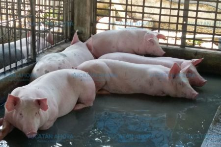 Productores yucatecos de cerdo planean unirse para crear su propia comercializadora