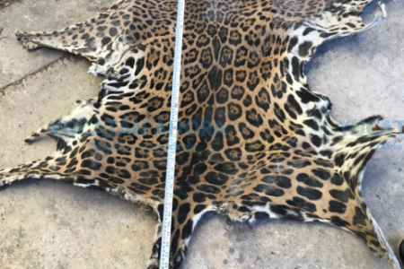 Aseguran piel de jaguar en Tizimín