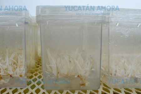 Atrae al mundo fortuito descubrimiento de jóvenes científicos de Yucatán