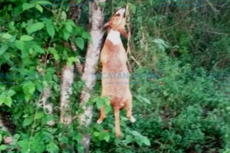 Indigna cruel maltrato contra un perro en Tizimín: lo ahorcan en un árbol