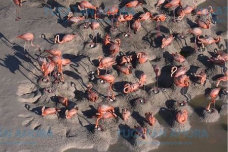 Histórico nacimiento de  flamenco rosado en Ría Lagartos
