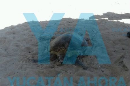 Primero un delfín, ahora una tortuga muerta en la costa norte de Yucatán