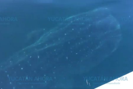 Veraneantes avistan tiburón ballena frente a Chuburná Puerto