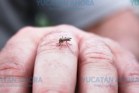 Reaparece el zika en Yucatán, en una mujer embarazada