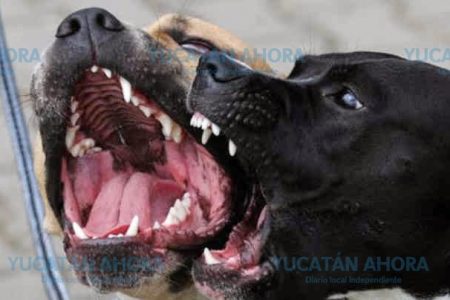 Denuncian peleas de perros en casas del sur de Mérida