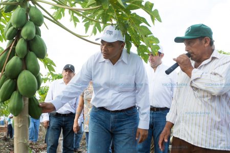 Nuevas técnicas y tecnologías hacen producir más al campo de Yucatán