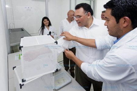 Desde un laboratorio intentará Yucatán extinguir al mosco del dengue