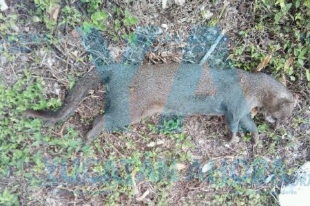Matan a tiros a un felino pocas veces visto en Yucatán