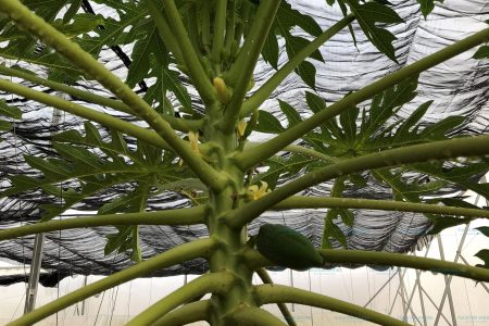Científicos de Yucatán descubren método para detectar ‘llanto’ de la papaya
