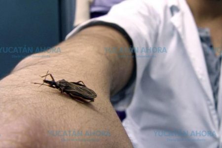 Además de humanos, vacunarán contra el mal de Chagas a mascotas