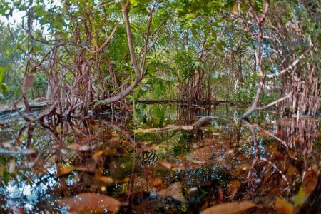 Plantas ‘fuereñas’ alteran la vegetación endémica de Yucatán