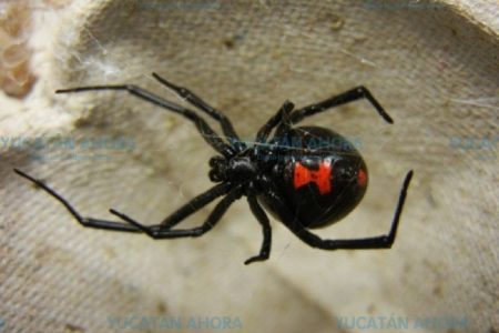 Reportan dos hallazgos de araña viuda negra en Yucatán