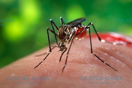 Detectan segundo caso de dengue en Mérida en esta temporada