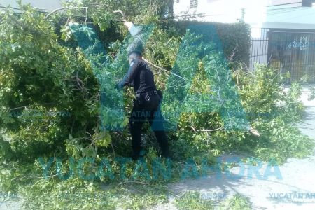 Cae árbol de Chacá y bloquea una calle en la Benito Juárez Norte