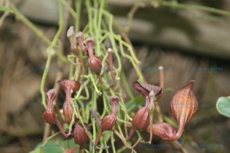 Plantas medicinales: Aristolochia maxima