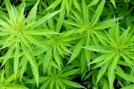Ciudadanos delatan plantío de marihuana en Baca