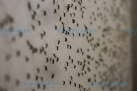 Invasión de ‘mosco negro’ en el poniente de Mérida
