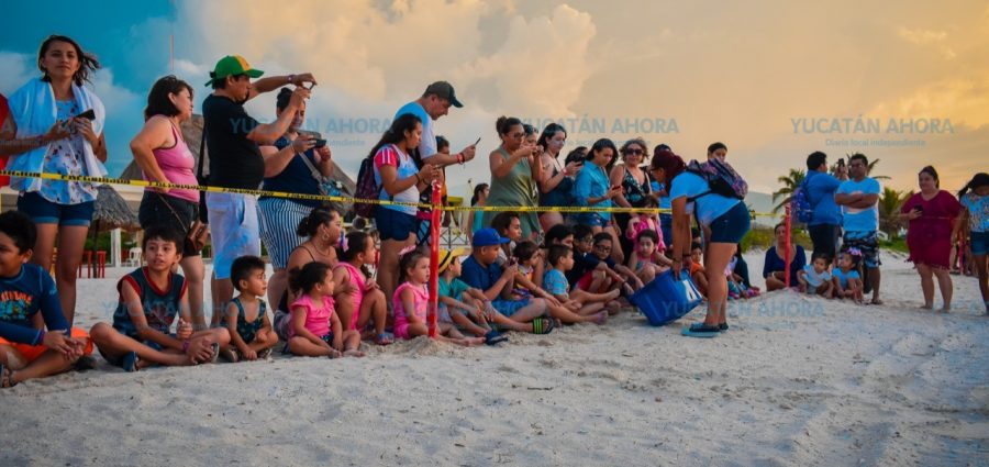 Liberan tortuguitas huéspedes del hotel Costa Club del Isstey – Yucatan  Ahora