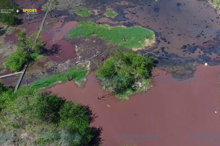 Con drones, revelan grave contaminación de granjas porcícolas