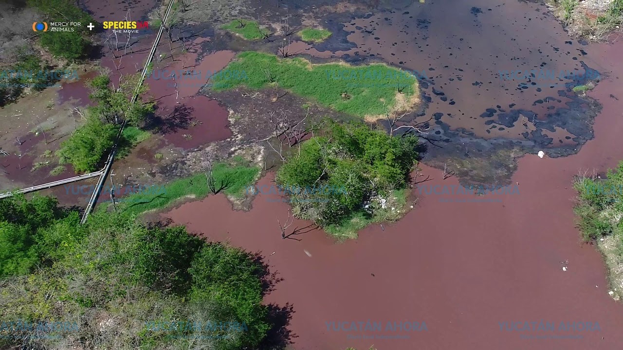 Con drones, revelan grave contaminación de granjas porcícolas – Yucatan  Ahora