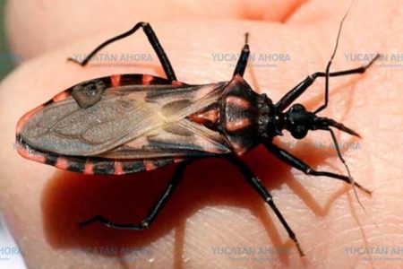 Disminuye el mal de Chagas en Yucatán