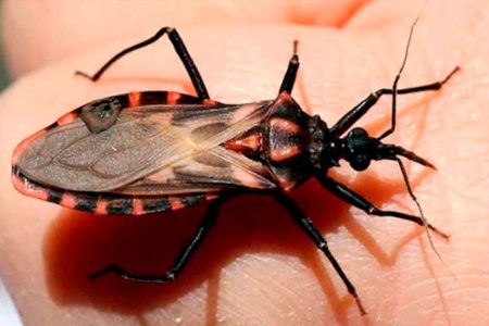 Cambio climático propicia aumento de mal de Chagas, alertan investigadores