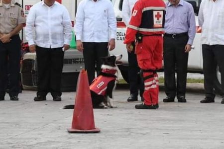 Se extravía agente canino de la SSP Yucatán, héroe en la Ciudad de México