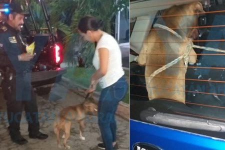 Agentes de la SSP Yucatán resguardan a una pitbull y promueven la adopción