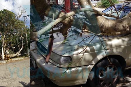 Cae enorme Flamboyán sobre un auto y deja sin luz al fraccionamiento Jardines de Miraflores