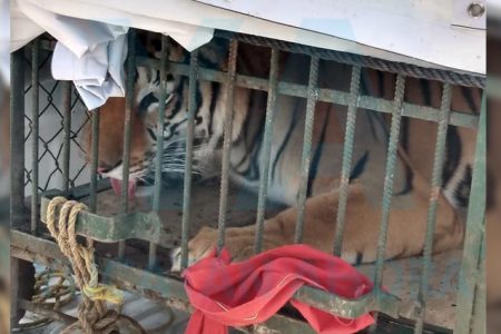 “Paseaba” por calles de Mérida con un tigre en una camioneta
