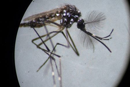 El dengue cobra su primera víctima en Yucatán, informa la Secretaría de Salud