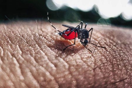 Yucatán, sin casos de dengue: el calor ayuda a controlarlo
