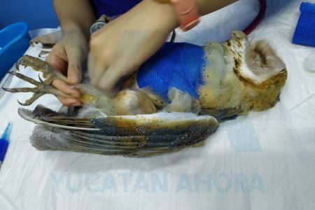 Muere la lechuza apedreada en un pueblo yucateco por considerarla un ave de mal agüero