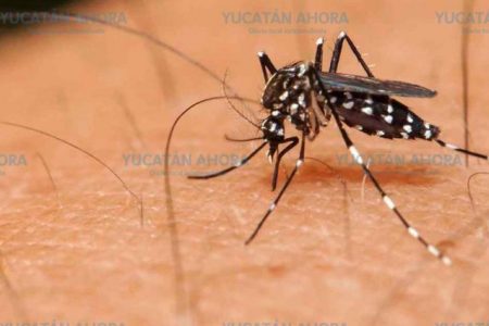 Nulo crecimiento de dengue, en la Península, por segunda semana consecutiva