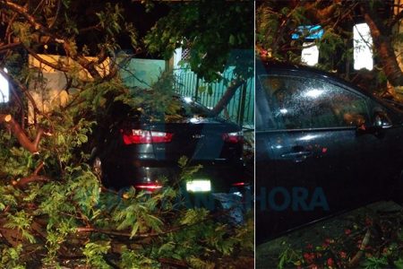 Cae un árbol de Flamboyán sobre un auto en Mulsay
